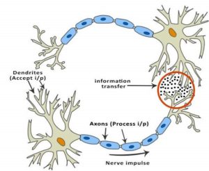 Biological neural network